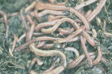 worms