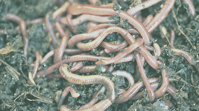 Dream About Worms Coming Out Of Mouth Meaning