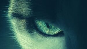 Dream About A Dog Killing A Snake