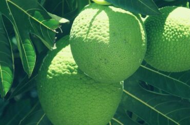 Dream about Breadfruit