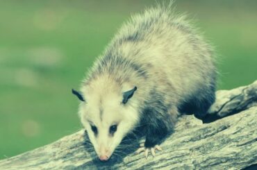 Dream about being attacked by a possum