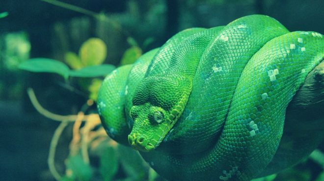 Dream About Dark Green Snake