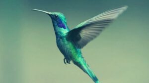 Dream about Saving A Hummingbird