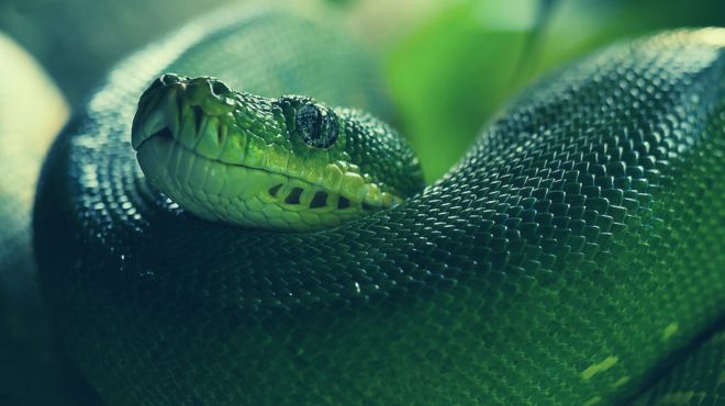 common meanings of the Dream About a Green Snake