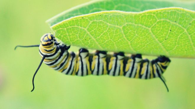 Dream of Caterpillars