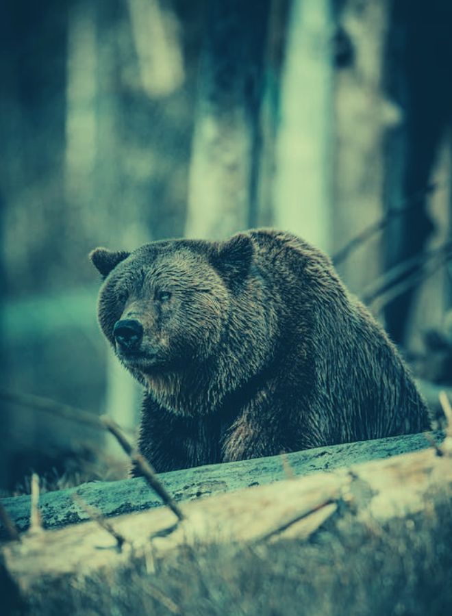 Symbolism of the Bear
