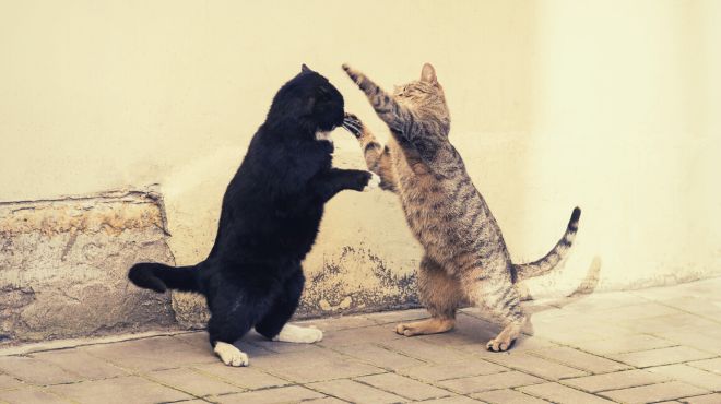Dream of Cats Fighting