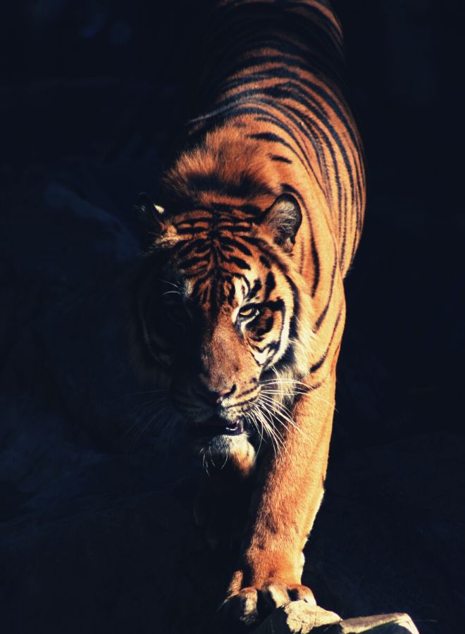 Symbolism of Tigers in Dreams