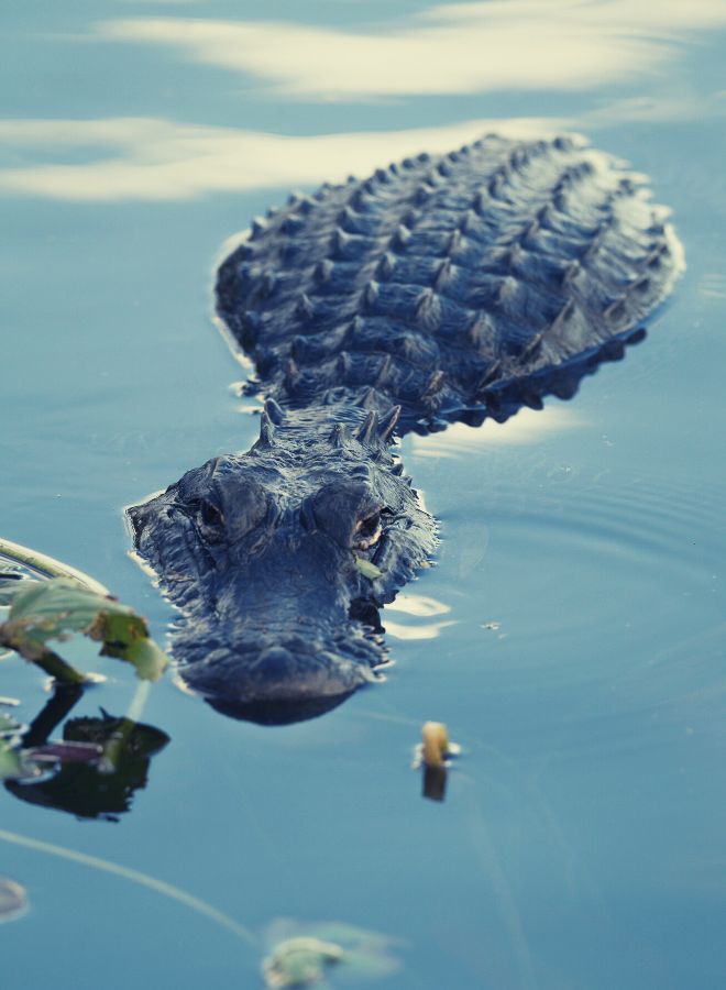 alligator Dream Symbolism