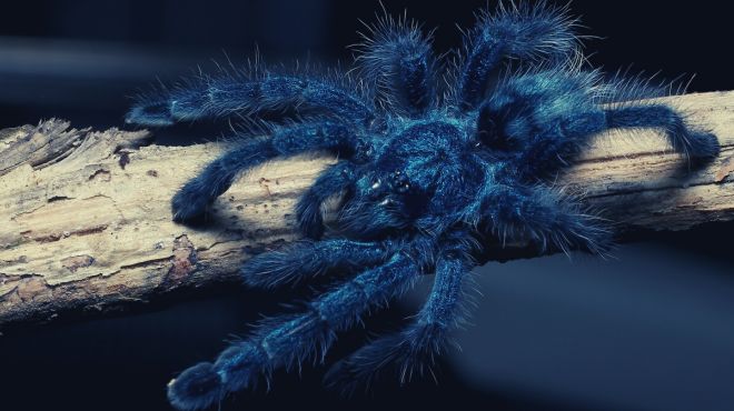 Dream About Blue Spider