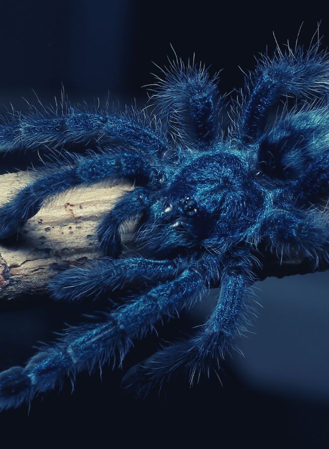 Large Blue Spider in dreams