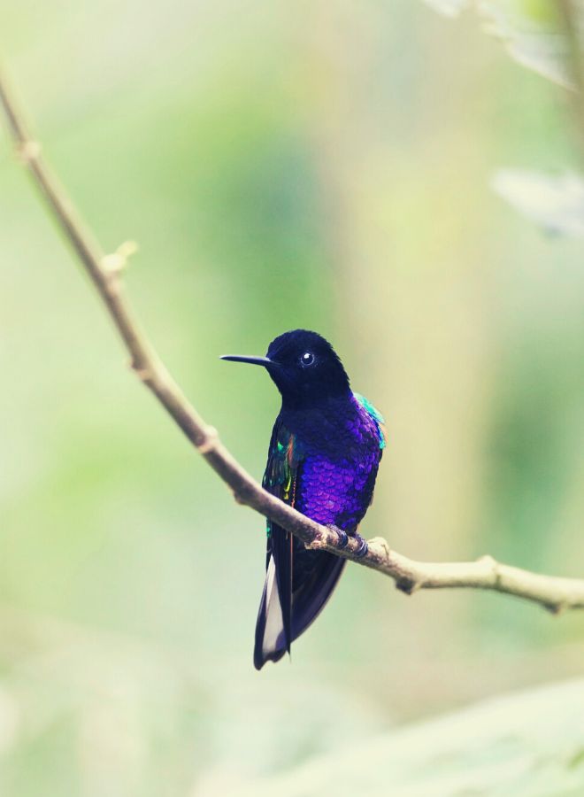 Purple Bird in a Natural Setting in dream