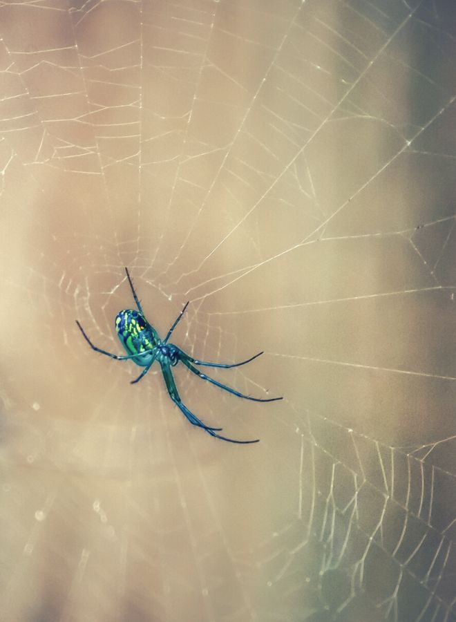 The Blue Spider