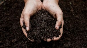 Dream about Black Soil