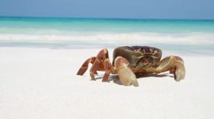 Dreams About Crabs