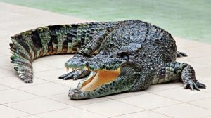 Dream About Crocodile Eating Someone
