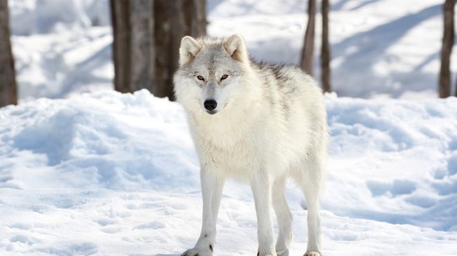 Dream About White Wolf with Blue Eyes