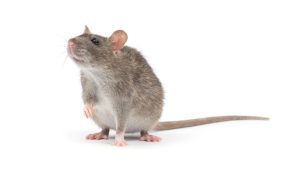 Gray Rat Dream Meaning
