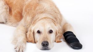 Dream of Injured Dog