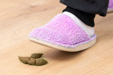 Spiritual Meanings Of Stepping On Dog Poop